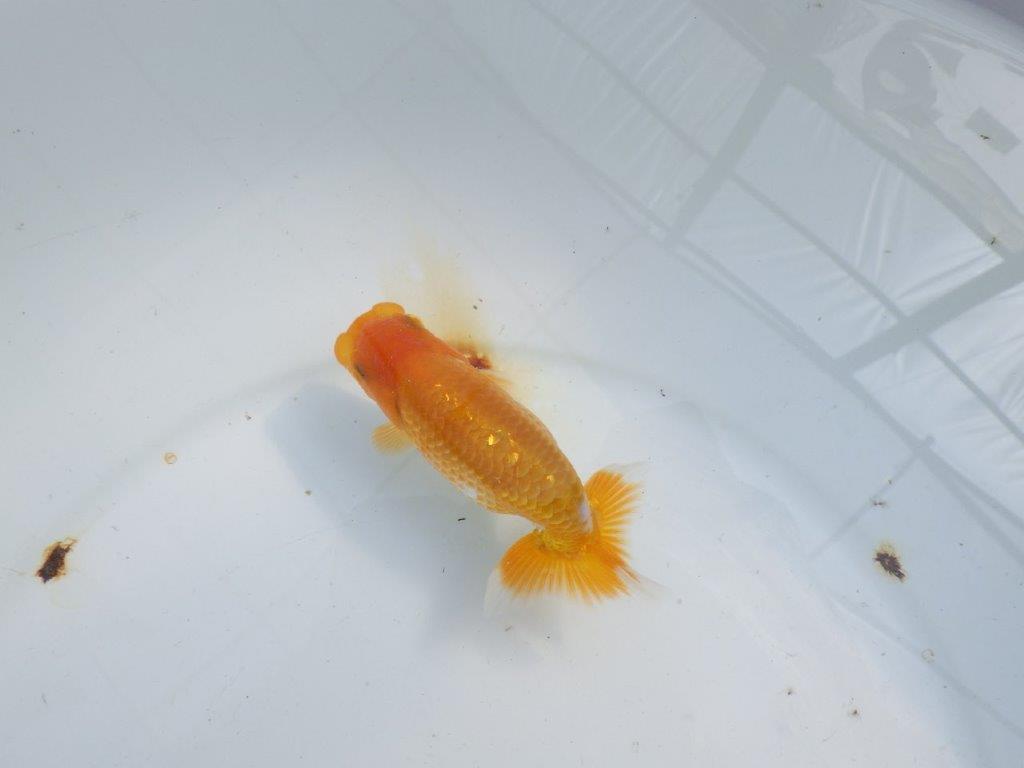 【逸品当歳らんちゅう】　尾に魅力を感じる更紗らんちゅう　約12ｃｍ前後　オス？の上身
