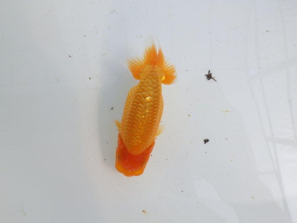【逸品当歳らんちゅう】飼い込みお勧めのらんちゅう　約13ｃｍ前後の上身