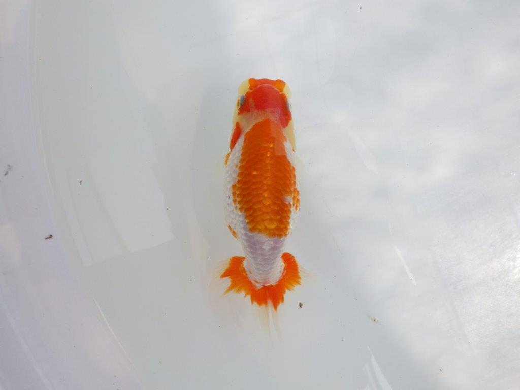 【逸品当歳らんちゅう】ポイントを押さえた綺麗な更紗らんちゅう　約13,5ｃｍ前後　オス？の上身