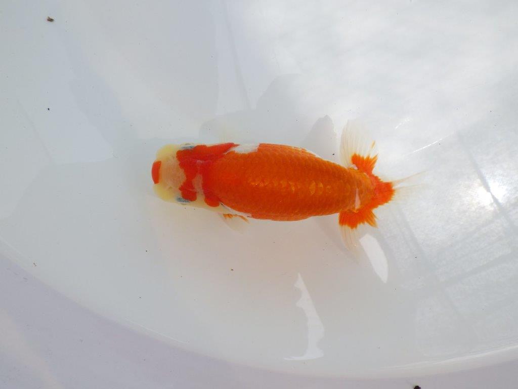 【逸品当歳らんちゅう】迫力のサイズ！綺麗な更紗らんちゅう　約14,5ｃｍ前後　オス？の上身