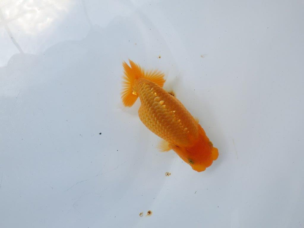 【上物当歳らんちゅう 】バランスの良いらんちゅう　約13,5㎝　性別不明の上身