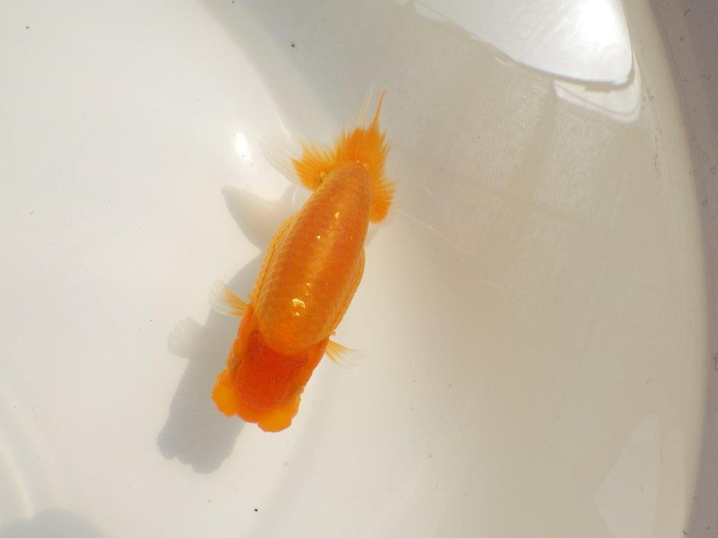 【 鉄板！！】頭の雰囲気がとても良い当歳らんちゅう　東大関系統　約12,5㎝　オス？の上身