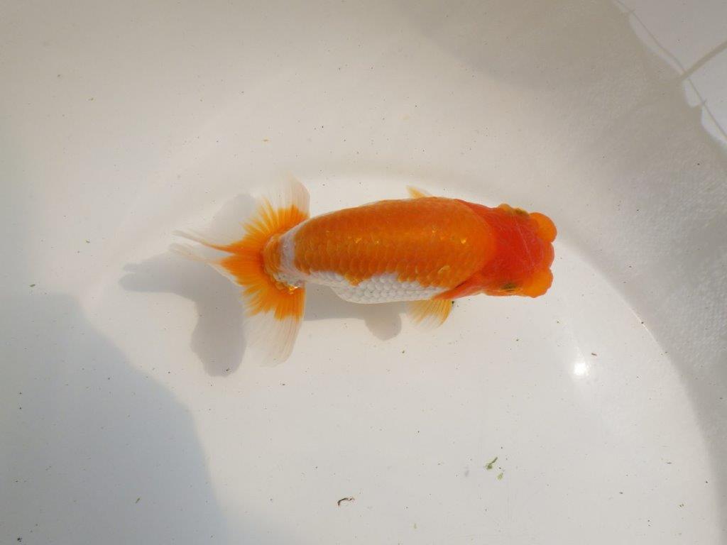 【 鉄板！！】頭と尾張りが特に良い更紗当歳らんちゅう　東大関系統　約14㎝　オス？の上身