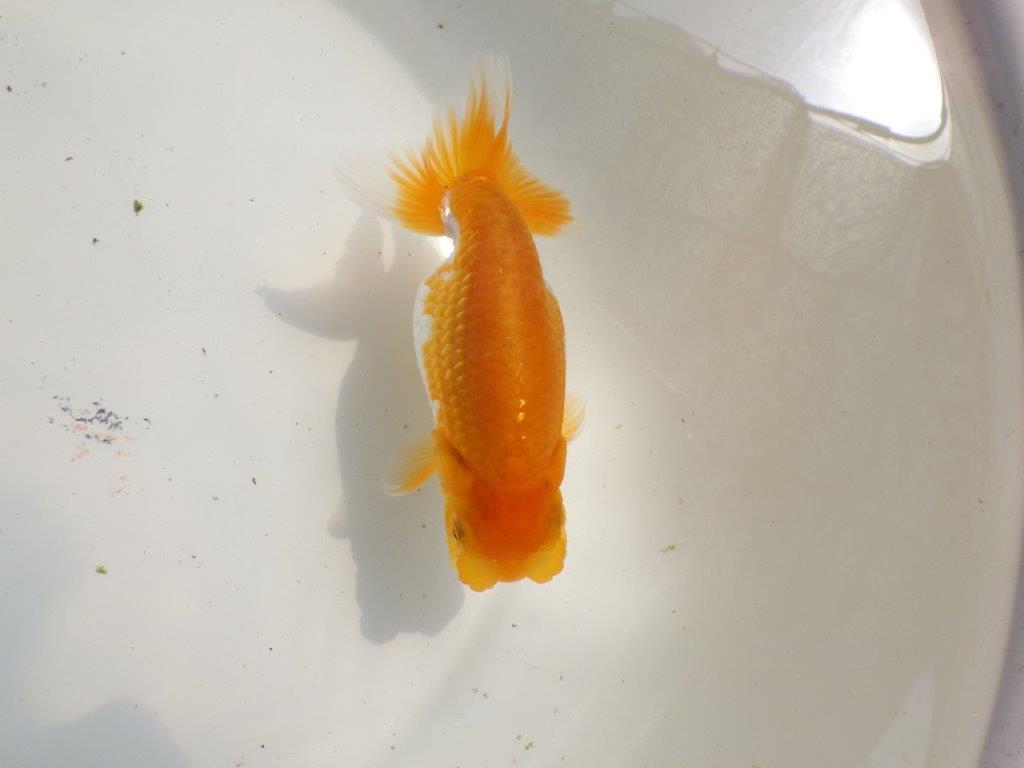 【 鉄板！！】素晴らしいフンタンの更紗当歳らんちゅう　東大関系統　約14㎝　メス？の上身