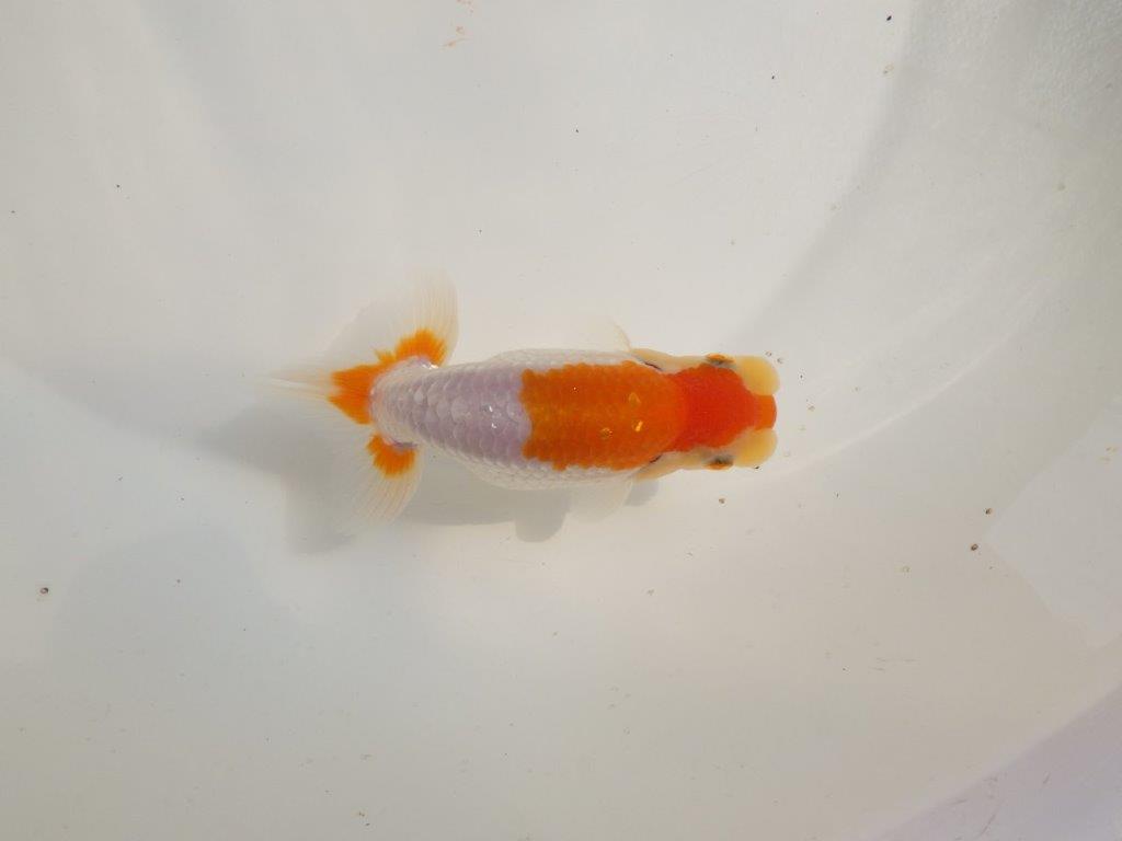 【 鉄板！！】素晴らしい尾型、構えのらんちゅう　東大関系統　約13㎝の上身