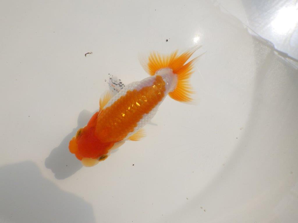 【 鉄板！！】今後に期待の更紗らんちゅう　東大関系統　約12,5㎝ オス？の上身