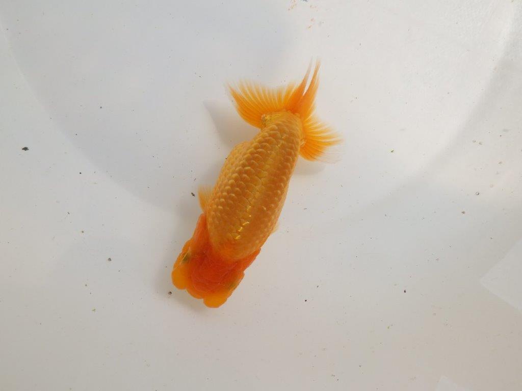 【 鉄板！！】飼い込みお勧めらんちゅう　東大関系統　約14㎝ メス？の上身