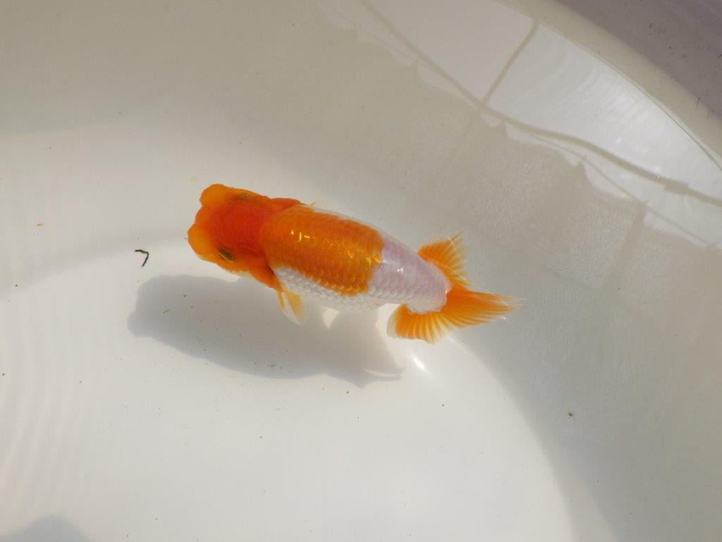 【 鉄板！！】尾型が良く柄も綺麗ならんちゅう　東大関系統　約12㎝の上身