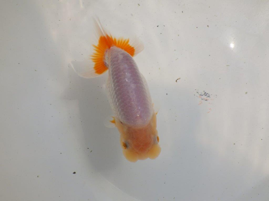 【 鉄板！！】弐歳魚で勝負！！らんちゅう　東大関系統　約14㎝  メス？の上身