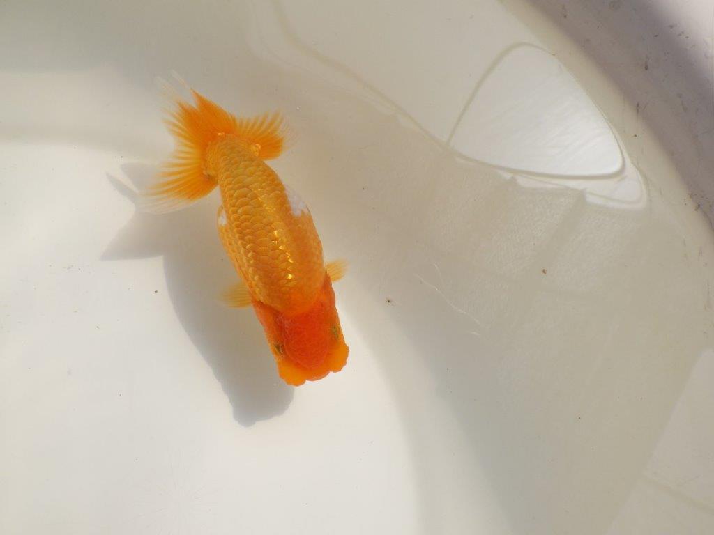 【 鉄板！！】品評大会に向けて飼い込みお勧めらんちゅう　東大関系統　約12,5㎝  オス？の上身
