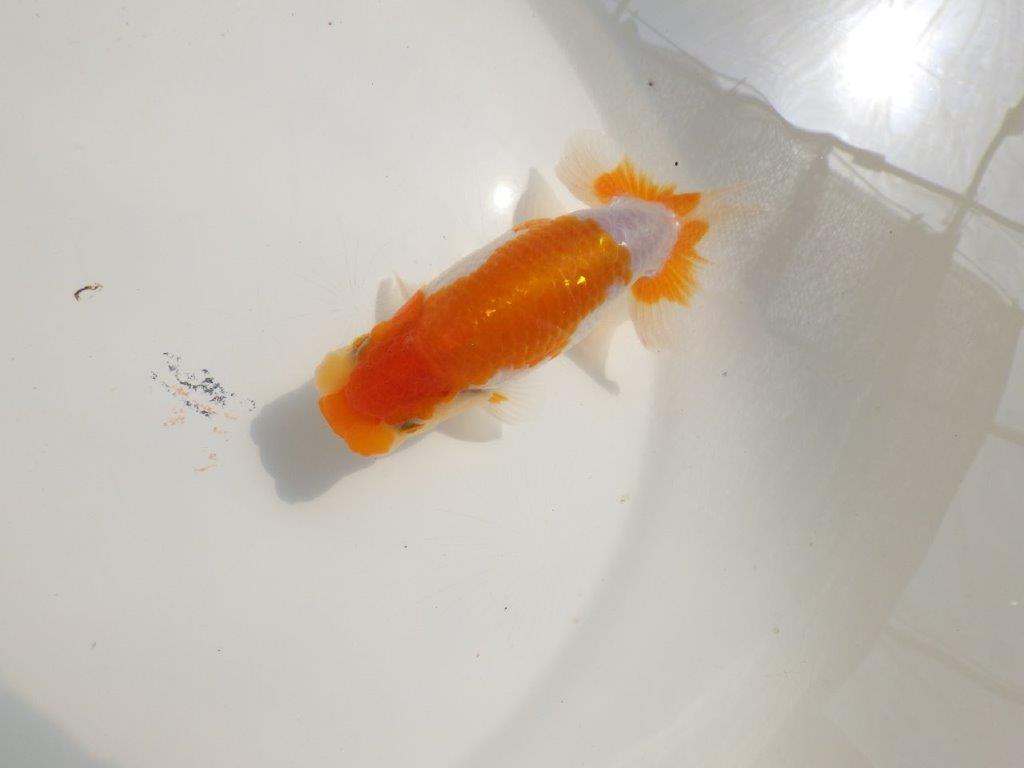 【 鉄板！！】品評大会に向けて飼い込みお勧め上物らんちゅう　東大関系統　約13㎝  オス？の上身