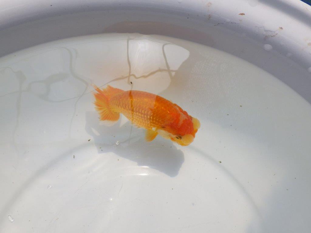 【 茂木　彰　氏　】純粋に背幅があり太い味を感じる体系のらんちゅう　約12,5㎝  メス？