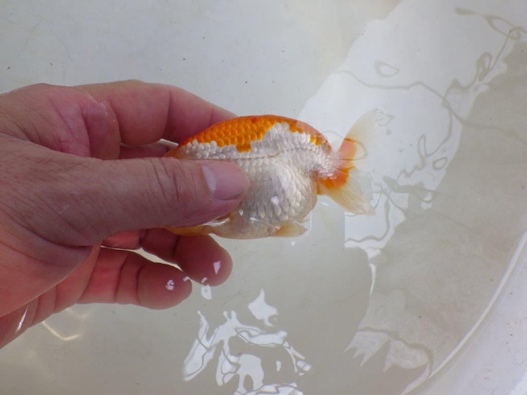 【　松田　力三　氏　】背が綺麗で水槽映えする更紗らんちゅう　約11,5㎝  オス？