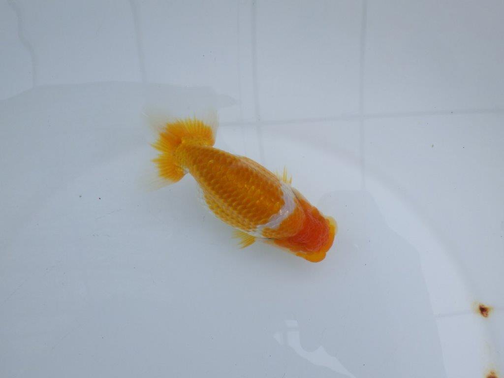 【　鈴木　克己　氏　】弐歳まで飼い込みお勧めらんちゅう　約12,5㎝  メス？