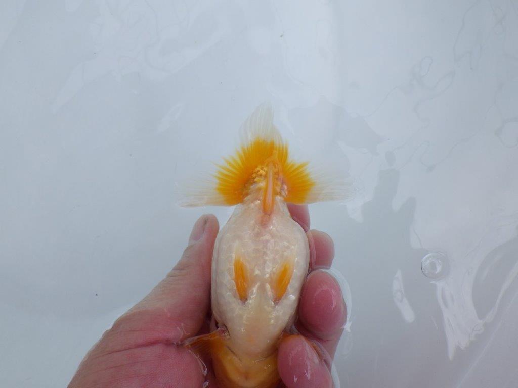 【　鈴木　克己　氏　】弐歳まで飼い込みお勧めらんちゅう　約12,5㎝  メス？