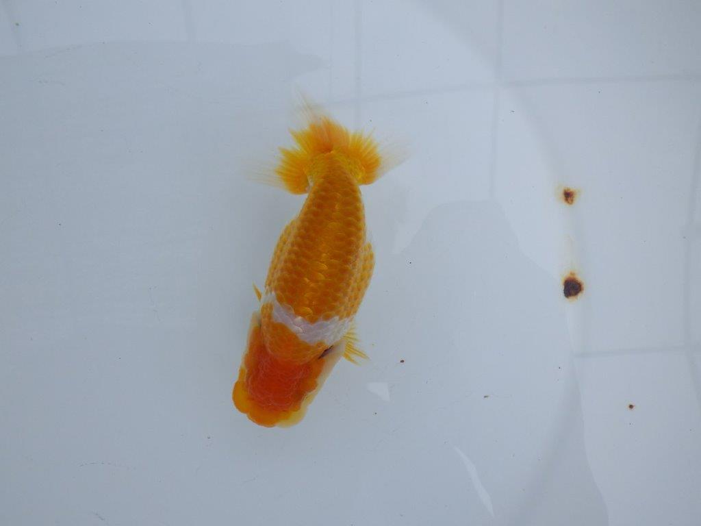 【　鈴木　克己　氏　】弐歳まで飼い込みお勧めらんちゅう　約12,5㎝  メス？