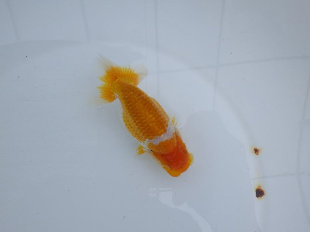 【　鈴木　克己　氏　】弐歳まで飼い込みお勧めらんちゅう　約12,5㎝  メス？