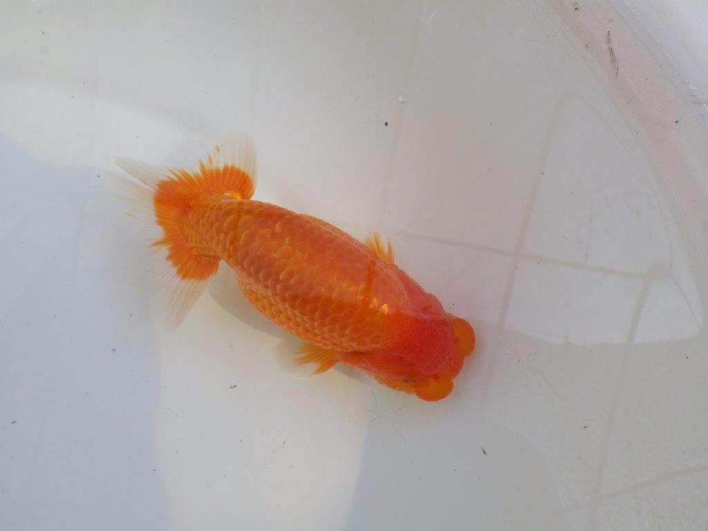 【愛知M 様作当歳らんちゅう 】　飼い込みお勧めのらんちゅう　約14㎝オス？