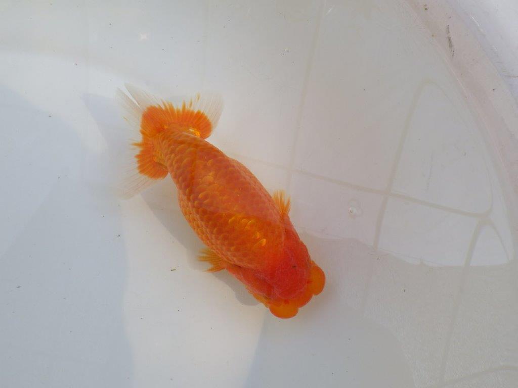 【愛知M 様作当歳らんちゅう 】　飼い込みお勧めのらんちゅう　約14㎝オス？