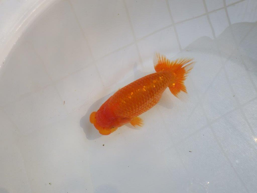 【愛知M 様作当歳らんちゅう 】尾型が良く飼い込みお勧めのらんちゅう　約15,5㎝メス？