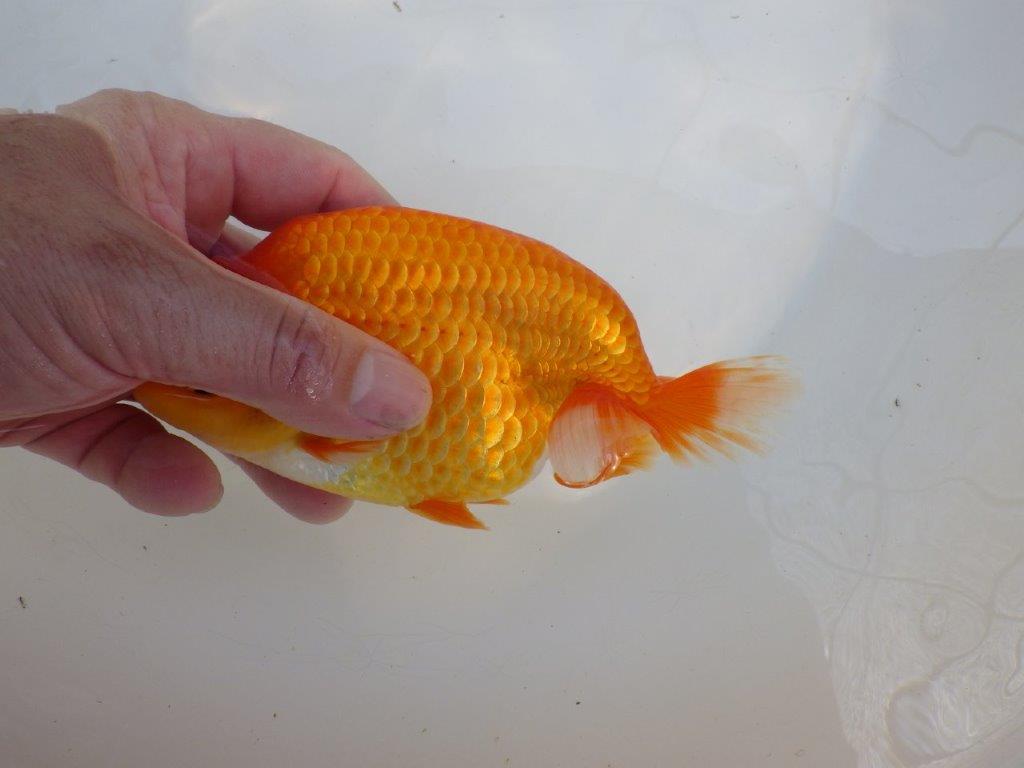 【愛知M 様作当歳らんちゅう 】尾型が良く飼い込みお勧めのらんちゅう　約15,5㎝メス？