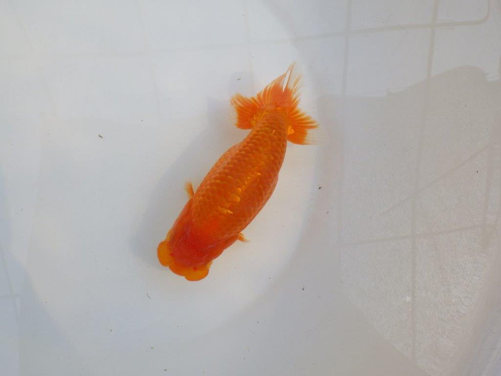 【愛知M 様作当歳らんちゅう 】尾型が良く飼い込みお勧めのらんちゅう　約15,5㎝メス？