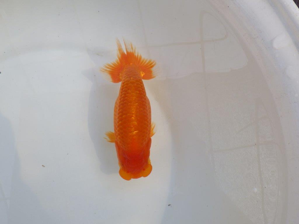 【愛知M 様作当歳らんちゅう 】尾型が良く飼い込みお勧めのらんちゅう　約15,5㎝メス？