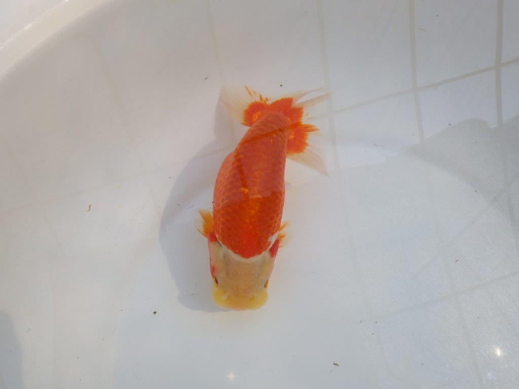 【愛知M 様作当歳らんちゅう 】大迫力！種にもお勧めのらんちゅう　約15,5㎝メス？