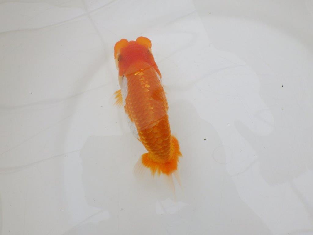【全国大会東大関獲得ブリーダー 】水槽など横見がお勧め当歳らんちゅう約14,5㎝メス？