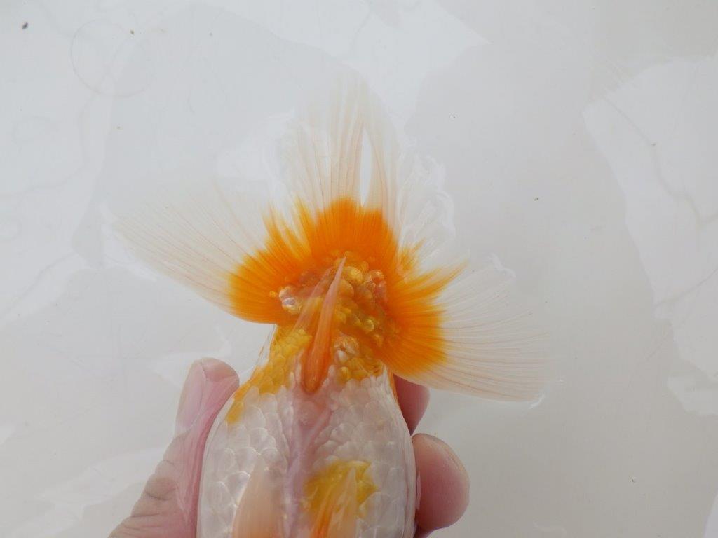 【全国大会東大関獲得ブリーダー 】水槽など横見がお勧め当歳らんちゅう約14,5㎝メス？