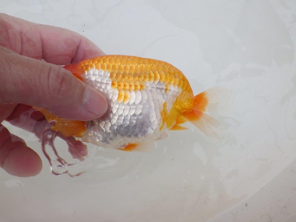 【全国大会東大関獲得ブリーダー 】水槽など横見がお勧め当歳らんちゅう約14,5㎝メス？