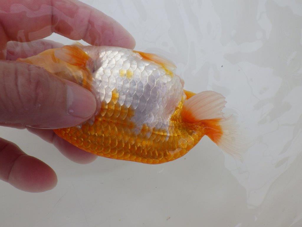 【全国大会東大関獲得ブリーダー 】水槽など横見がお勧め当歳らんちゅう約14,5㎝メス？