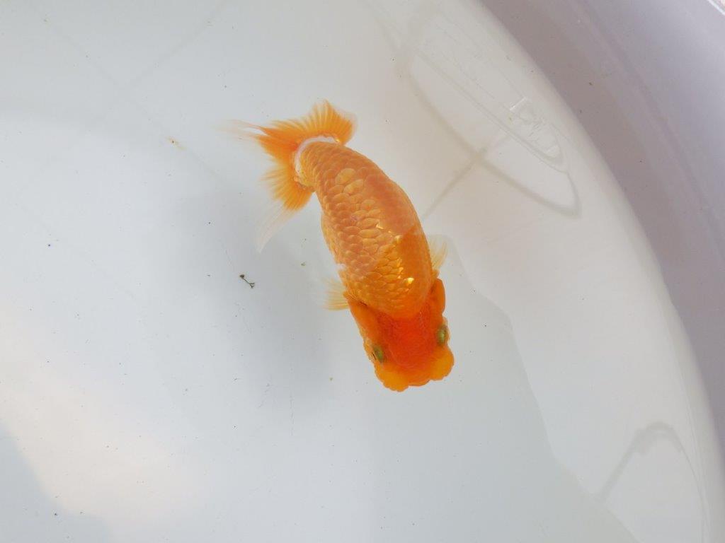 【 鉄板！！】背腰のラインが綺麗ならんちゅう　東大関系統　約11,5㎝  メス？
