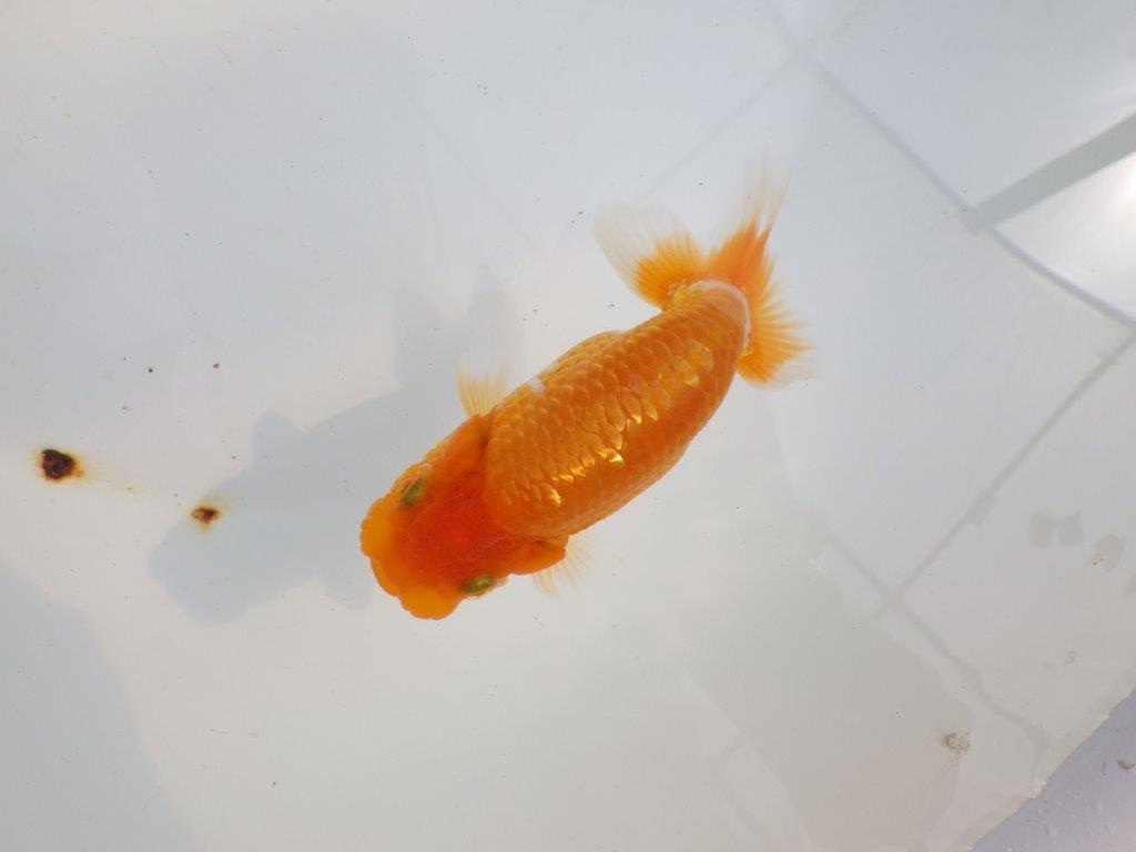 【 鉄板！！】背腰のラインが綺麗ならんちゅう　東大関系統　約11,5㎝  メス？