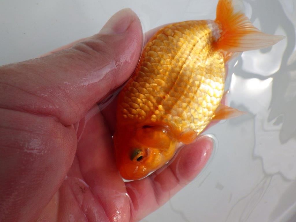 【 鉄板！！】背腰のラインが綺麗ならんちゅう　東大関系統　約11,5㎝  メス？
