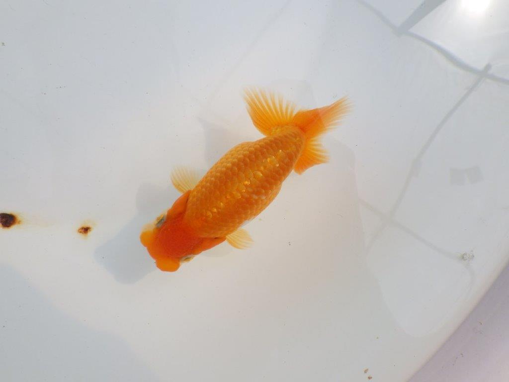 【 鉄板！！】雰囲気の良いらんちゅう　東大関系統　約12㎝  オス？