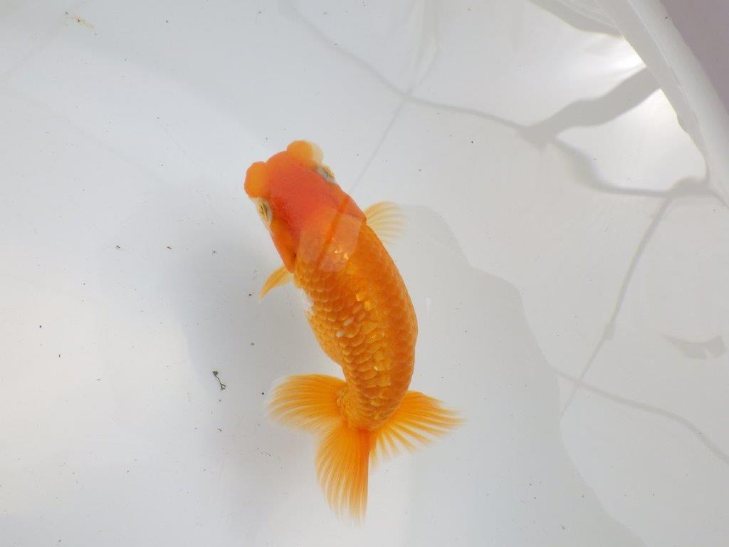 【 鉄板！！】雰囲気の良いらんちゅう　東大関系統　約12㎝  オス？