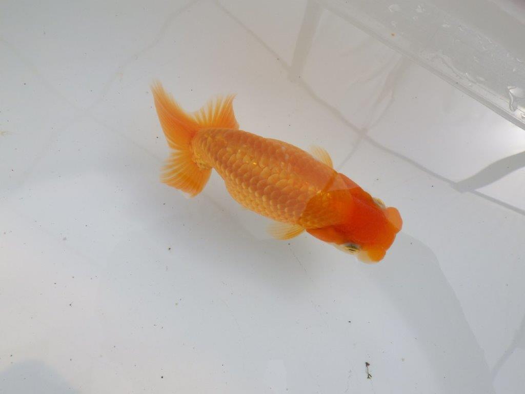【 鉄板！！】雰囲気の良いらんちゅう　東大関系統　約12㎝  オス？