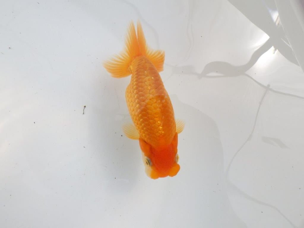 【 鉄板！！】雰囲気の良いらんちゅう　東大関系統　約12㎝  オス？