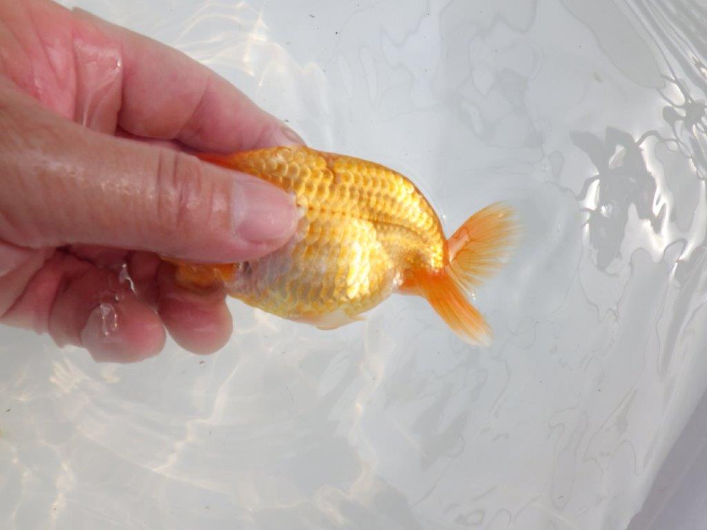 【 鉄板！！】雰囲気の良いらんちゅう　東大関系統　約12㎝  オス？