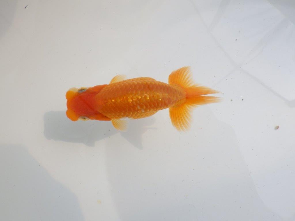 【 鉄板！！】雰囲気の良いらんちゅう　東大関系統　約12㎝  オス？
