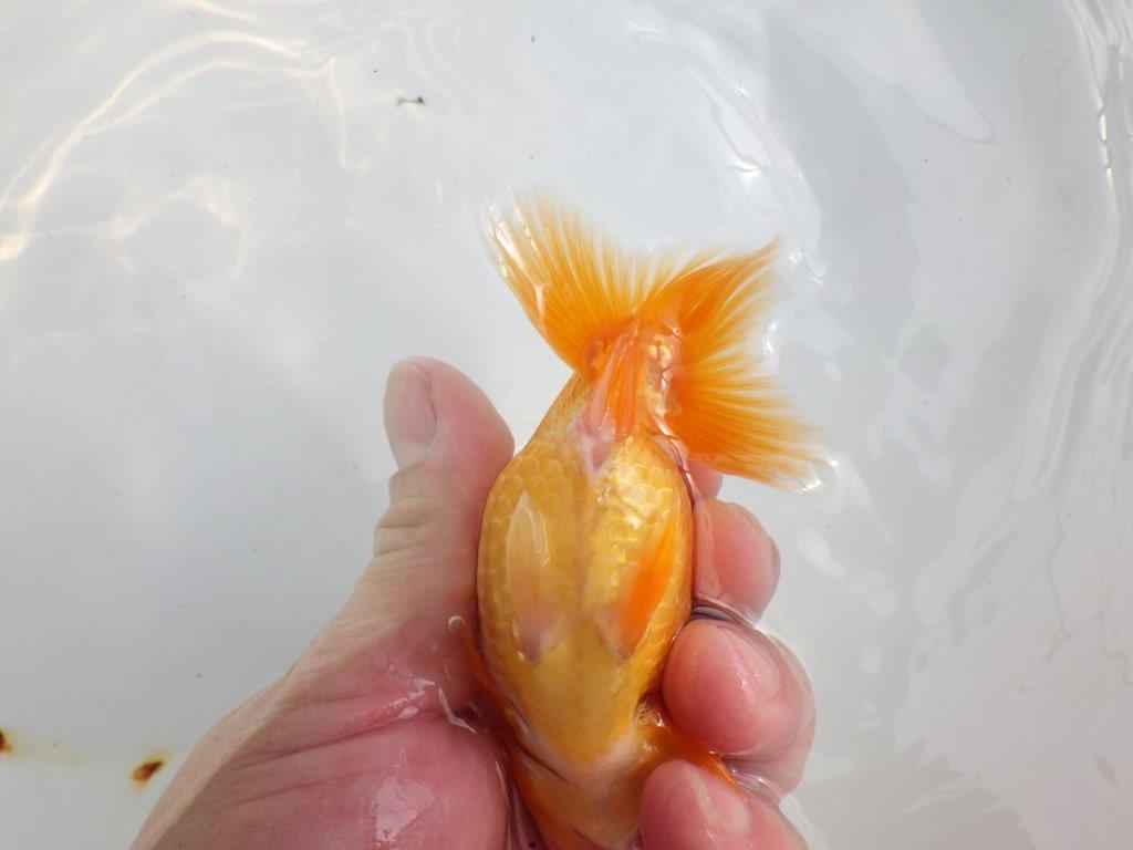 【 鉄板！！】雰囲気の良いらんちゅう　東大関系統　約12㎝  オス？