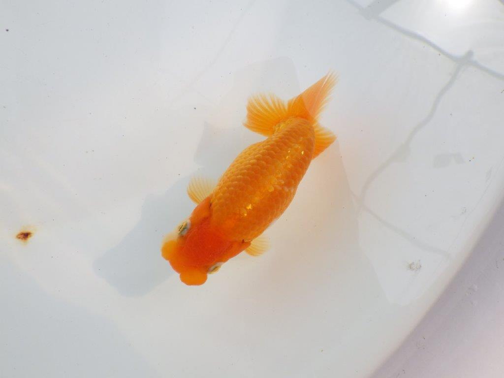 【 鉄板！！】雰囲気の良いらんちゅう　東大関系統　約12㎝  オス？の上身