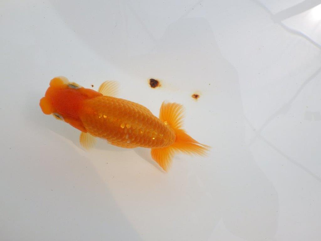 【 鉄板！！】雰囲気の良いらんちゅう　東大関系統　約12㎝  オス？