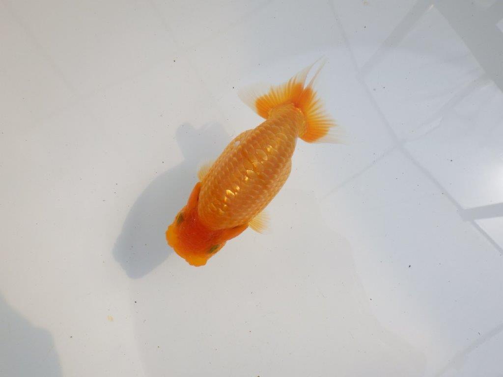 【 鉄板！！】背も綺麗で水槽映え更紗らんちゅう　東大関系統　約12㎝  メス？