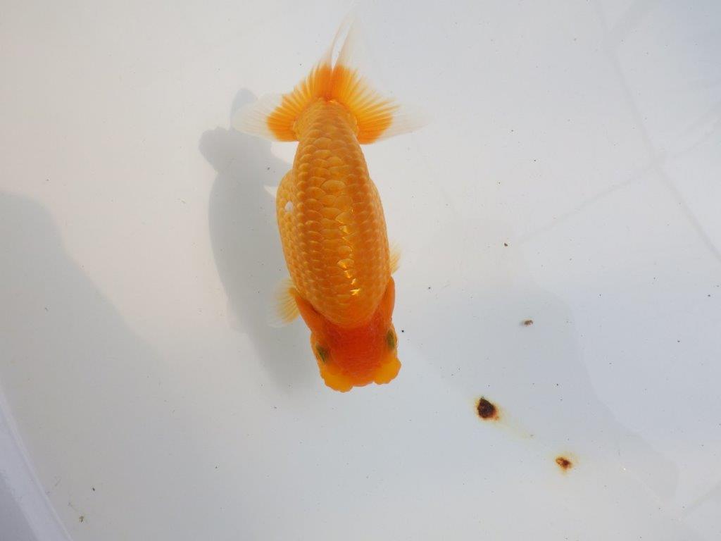 【 鉄板！！】背も綺麗で水槽映え更紗らんちゅう　東大関系統　約12㎝  メス？の上身