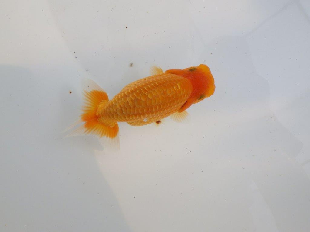 【 鉄板！！】背も綺麗で水槽映え更紗らんちゅう　東大関系統　約12㎝  メス？
