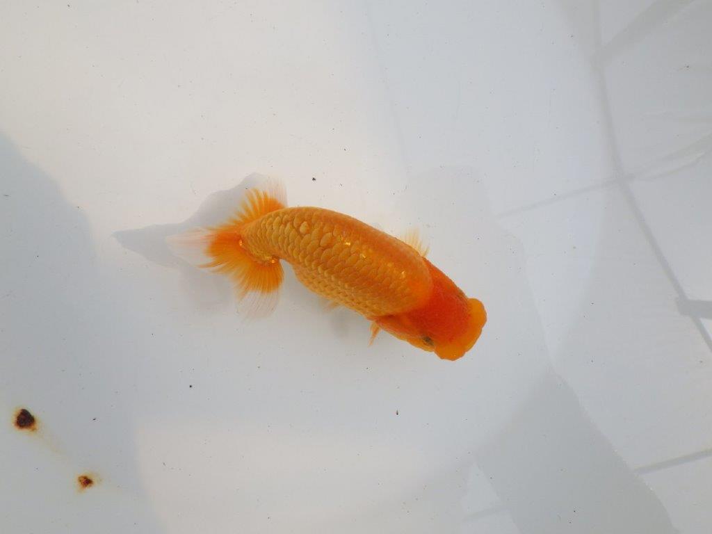 【 鉄板！！】尾型も良く、背も綺麗ならんちゅう　東大関系統　約12,5㎝  オス？