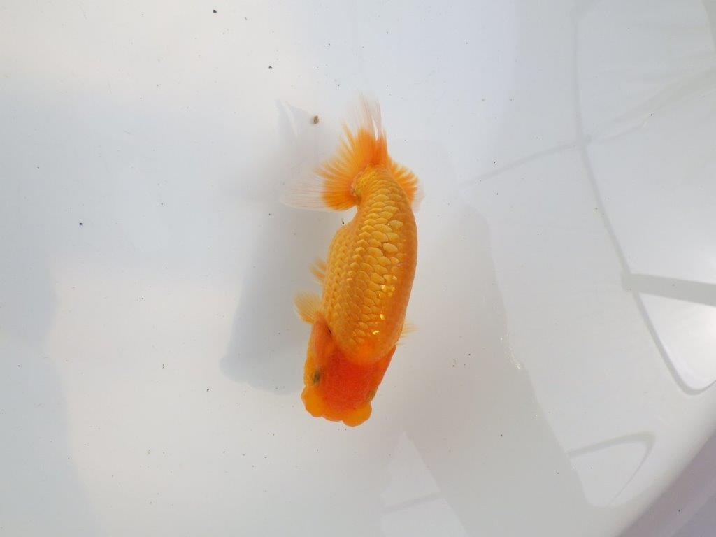 【 鉄板！！】尾型も良く、背も綺麗ならんちゅう　東大関系統　約12,5㎝  オス？