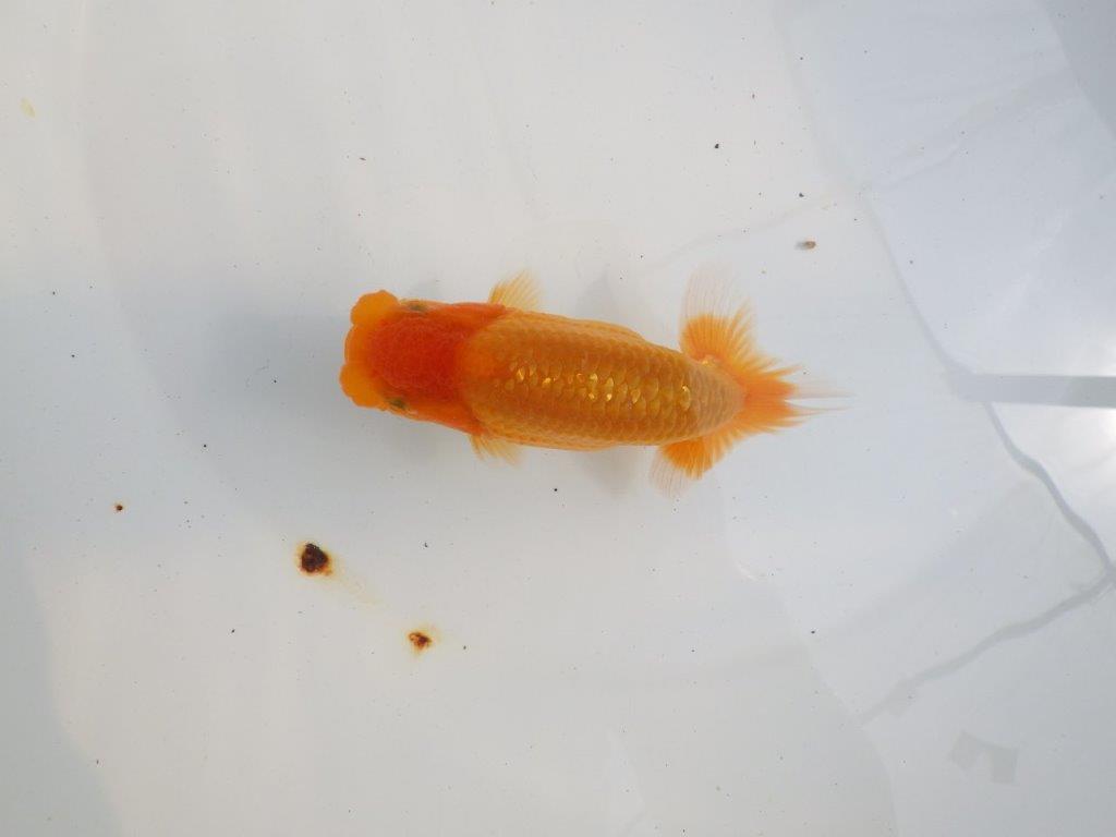 【 鉄板！！】尾型も良く、背も綺麗ならんちゅう　東大関系統　約12,5㎝  オス？